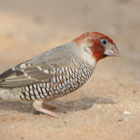 Red-headed Finch